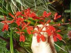 Renanthera storiei