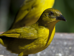 Orthogonys chloricterus