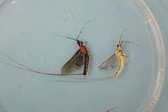Hexagenia bilineata