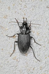 Licinus punctatulus
