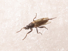 Triphleba trinervis
