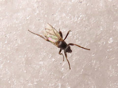 Triphleba trinervis