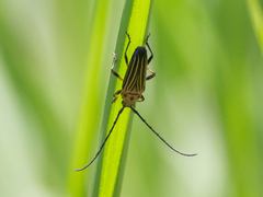 Oxymerus