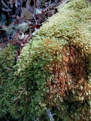 Pyrrhobryum spiniforme