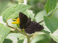 Pellicia