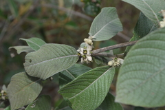 Sabicea brasiliensis