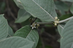 Sabicea brasiliensis