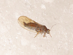 Cacopsylla melanoneura
