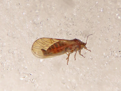 Cacopsylla melanoneura