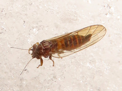 Cacopsylla melanoneura