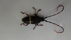 Trachyderes elegans