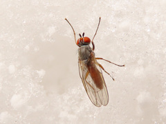 Heteromyza rotundicornis