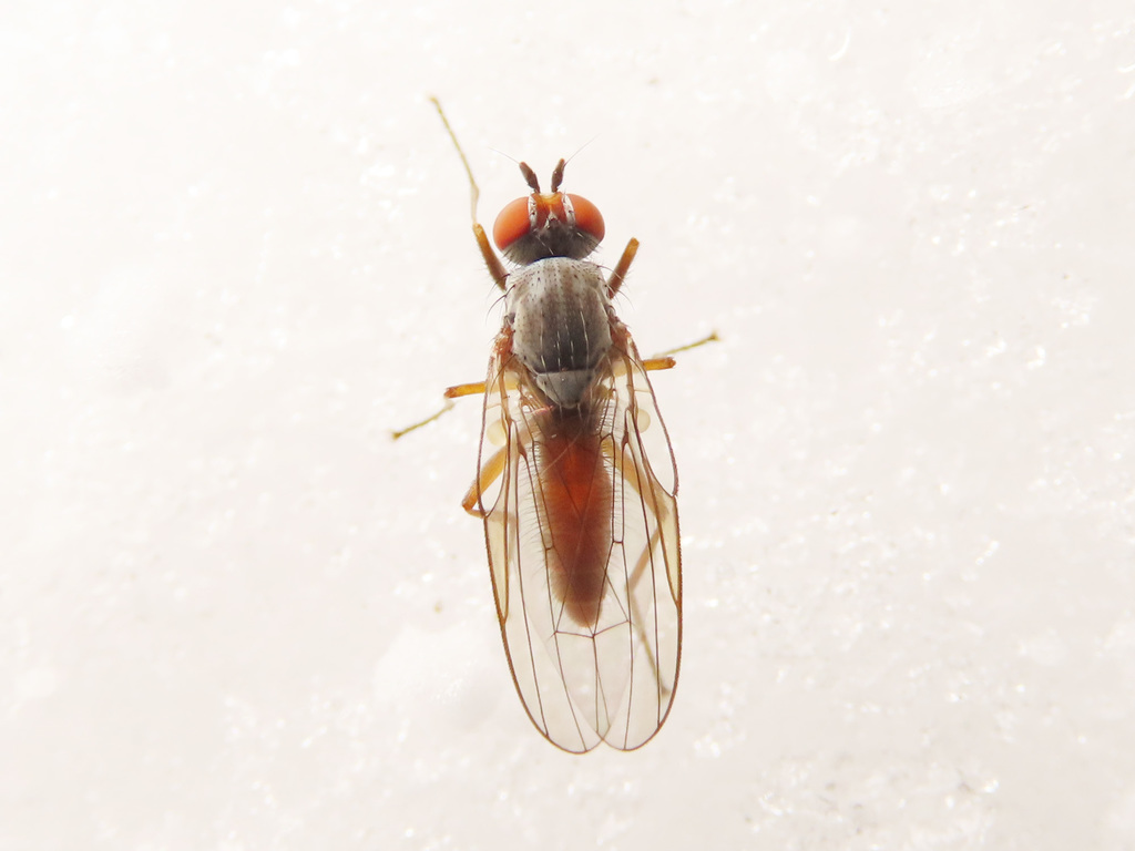Heteromyza rotundicornis