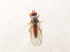 Heteromyza rotundicornis