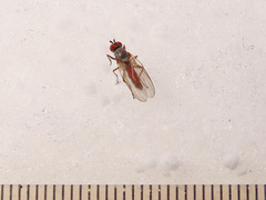 Heteromyza rotundicornis