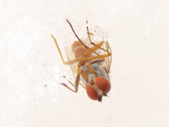 Heteromyza rotundicornis