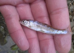 Lythrurus fasciolaris