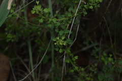 Oxalis densifolia