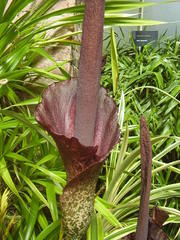 Amorphophallus konjac