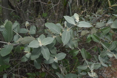 Sabicea brasiliensis