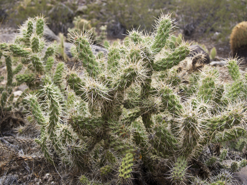 Image of Peach Springs Canyon Cholla (Cylindropuntia abyssi) by no rights reserved