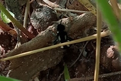 Traumatomutilla graphica