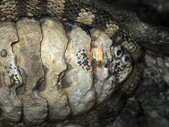 Collemopsidium ostrearum