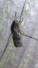 Culiseta incidens