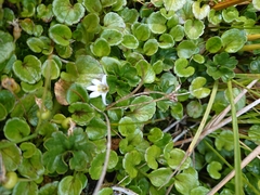 Lobelia pratiana