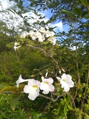 Tabebuia calcicola