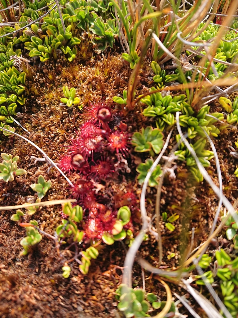Drosera uniflora, Ushuaia, AR-TF, AR