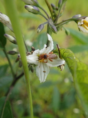 Trigona chanchamayoensis