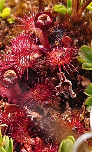 Drosera uniflora