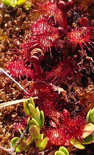 Drosera uniflora
