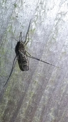 Culiseta incidens