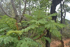 Stryphnodendron adstringens