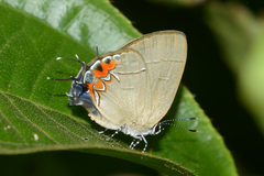 Calycopis cerata