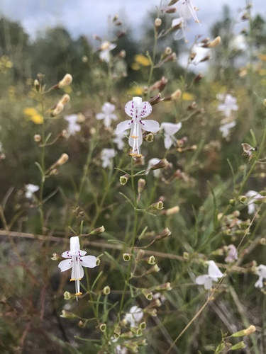 Dicerandra linearifolia var. linearifolia