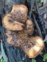 Polyporus mcmurphyi