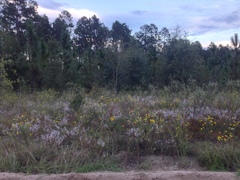 Dicerandra linearifolia linearifolia