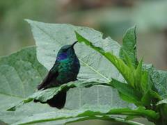 Colibri cyanotus image