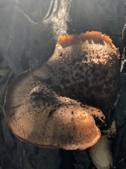Polyporus mcmurphyi