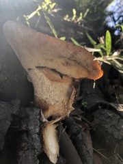 Polyporus mcmurphyi
