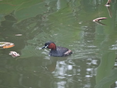 Tachybaptus ruficollis