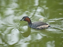 Tachybaptus ruficollis