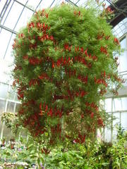 Lotus berthelotii