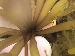 Glaphyrosiphon lindauri