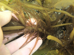 Glaphyrosiphon lindauri