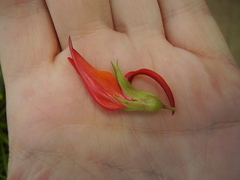 Lotus berthelotii