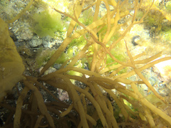 Glaphyrosiphon lindauri